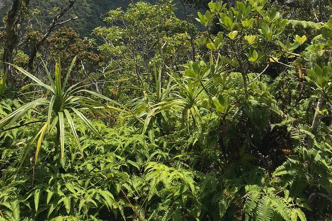 hike-honolua-ridgeline
