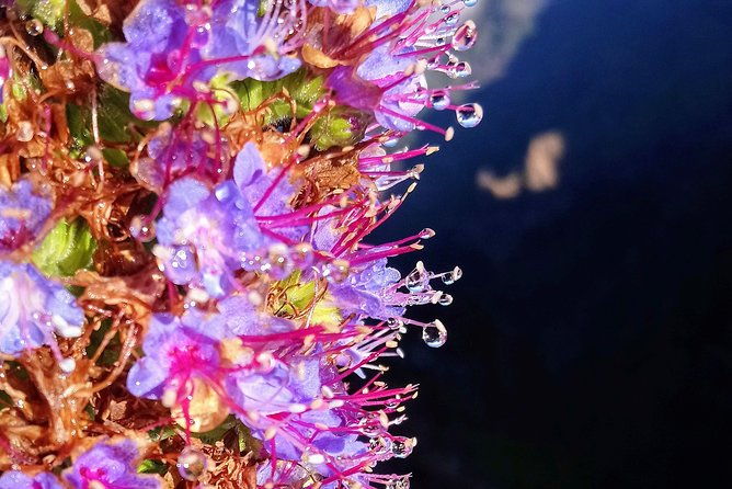 hike-in-laurisilva-levada-do-rei-madre-of-life-small-group-guided-walk