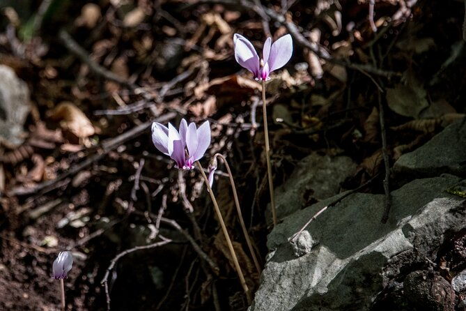 hiking-menalon-lousios-gorge