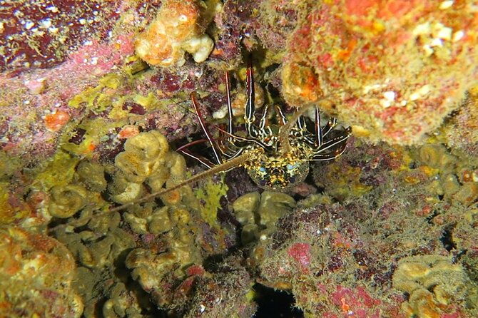 hilos-remote-tropical-reef-2-tank-boat-dive