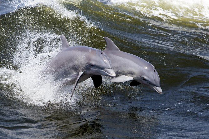 hilton-head-sunset-dolphin-watching-cruise