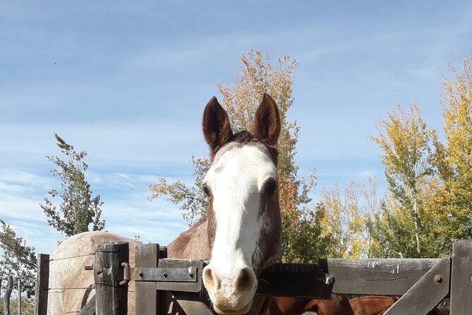 horseback-riding-and-barbecue-in-a-private-ranch-la-carrera-mendoza