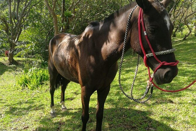 horseback-riding-tour-2