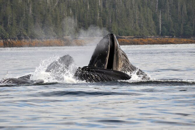 hovercraft-eco-adventure-and-wildlife-viewing