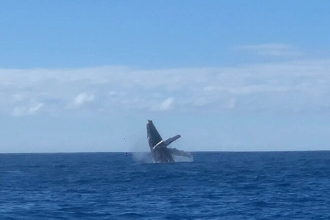 humpback-whale-and-dolphin-watch-in-kona-2