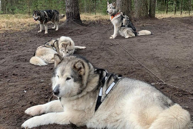husky-dog-sled-bike-kart-ride-in-latvia-3h-group-tour-from-riga