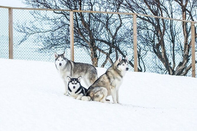 husky-petting-in-akureyri-private-2