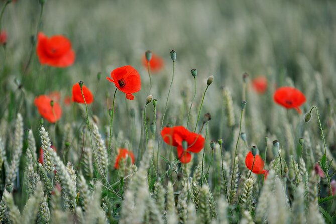 in-flanders-fields-and-passchendaele-grand-tour