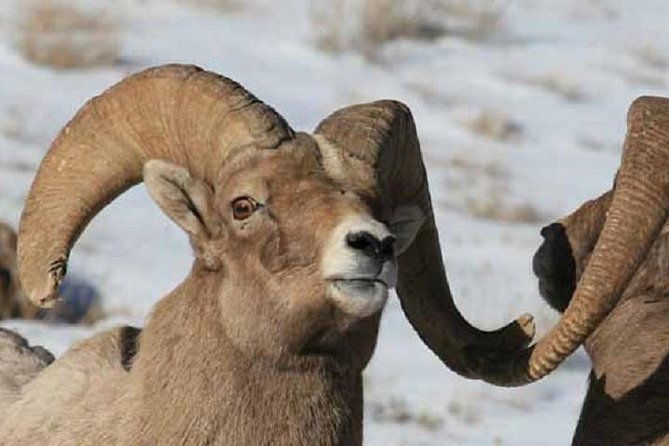 jackson-hole-grand-teton-park-half-day-wildlife-tour-afternoon