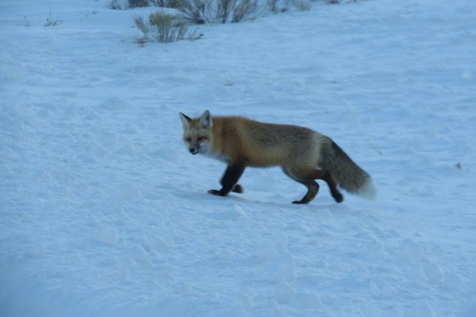jackson-hole-grand-teton-park-half-day-wildlife-tour-morning