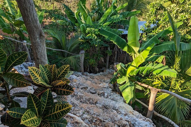 jamaican-roots-tropical-farm-tour-taste-explore-negril-2hr