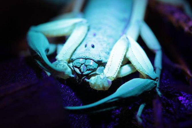 jungle-night-tour-manuel-antonio-2