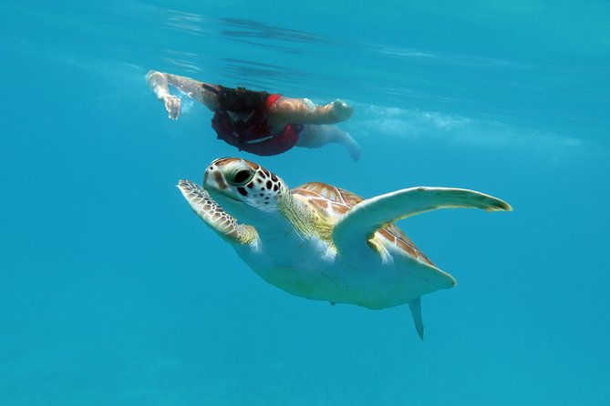 kayak-and-sea-turtle-snorkel-with-beach-break