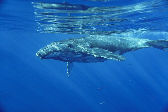kayak-and-whale-watching-tour