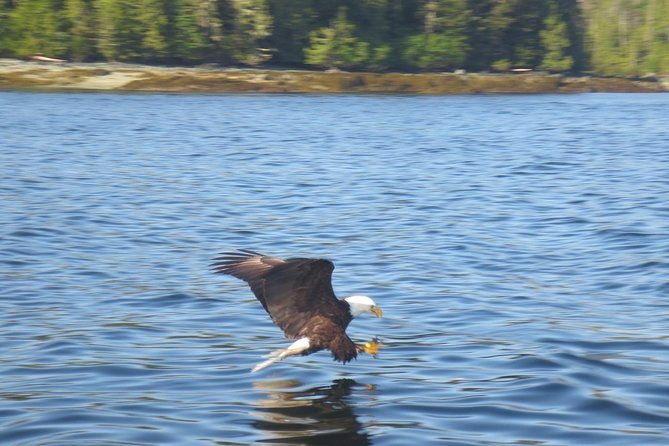 ketchikan-whale-watching-and-nature-tour