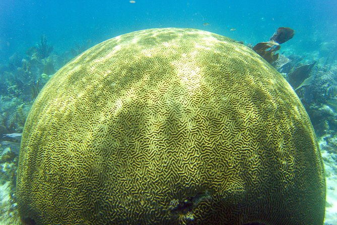 key-largo-snorkeling-tour-rental-mask-fins-and-vest-included