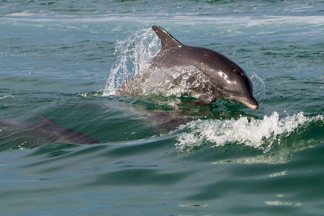 key-west-dolphin-and-snorkel-experience