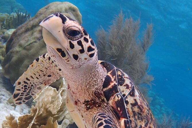 klein-bonaire-marine-park-snorkeling-excursion