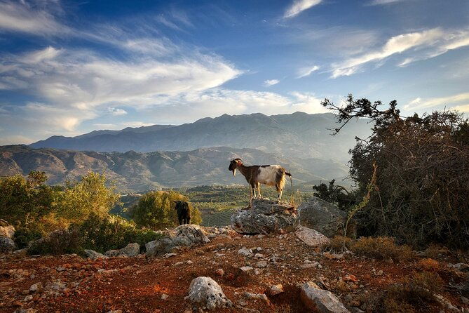 knossos-lasithi-plateau-villages-olive-oil-tour-from-elounda
