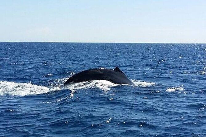 kona-coastline-escape-sail-with-dolphins-turtles-on-honi-olani-2