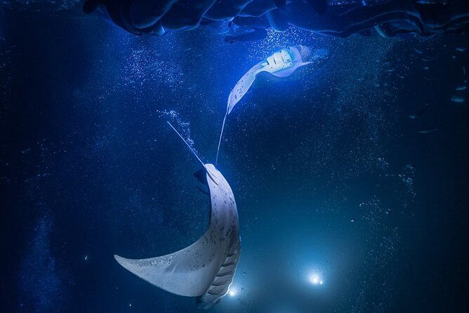 kona-night-manta-snorkel-tour