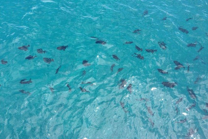 kona-whale-watch-from-honokohau-on-sailing-boat