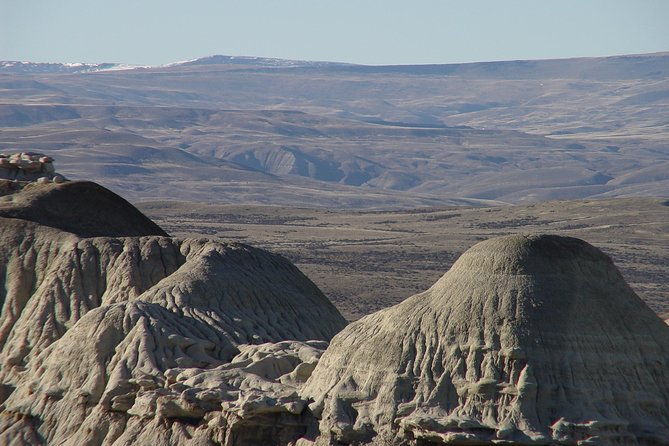la-lioness-petrified-forest