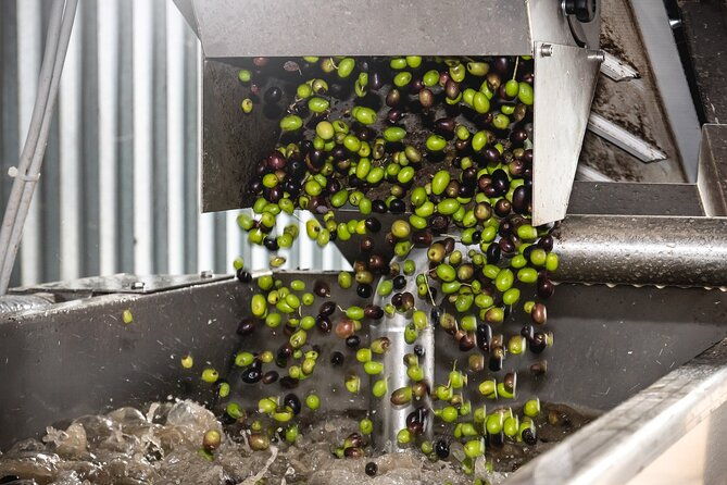 lake-garda-olive-oil-tour-and-tasting-experience