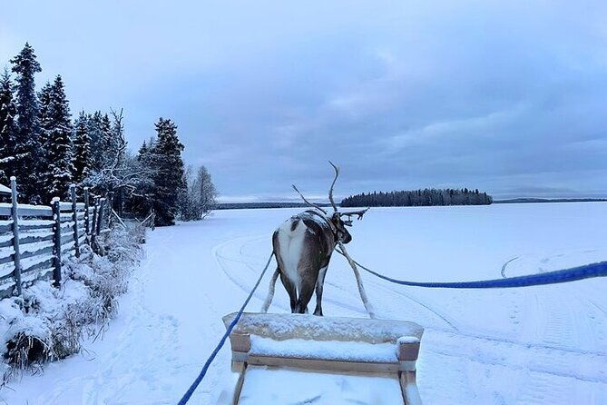 lapland-reindeer-safari-from-levi