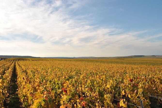 lets-take-a-walk-in-the-vineyards