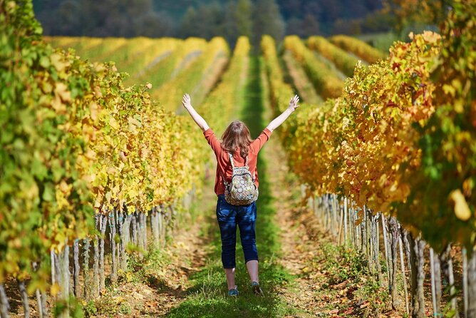 livorno-shore-excursion-pisa-florence-and-chianti-wine-private-day-trip
