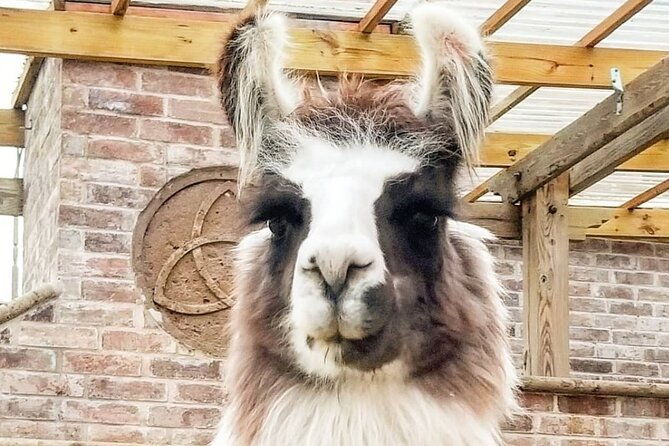 llama-encounter-at-shangrillama-castle