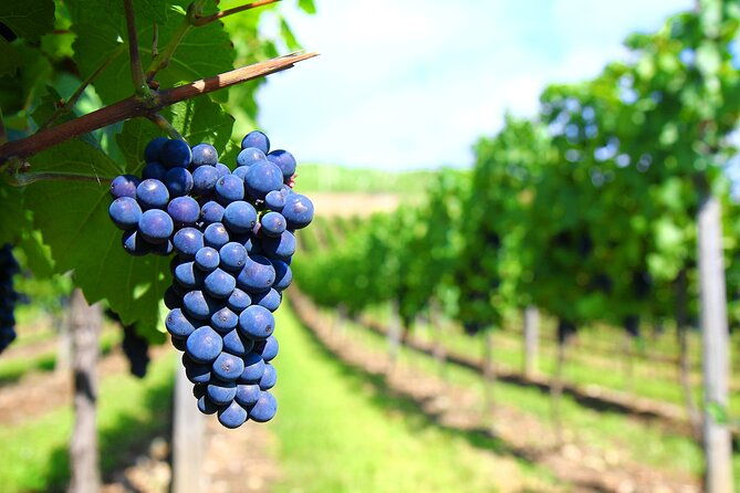 long-island-winery-tour
