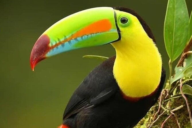 looking-for-toucans