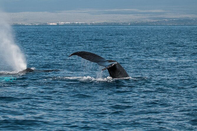 luxury-catamaran-whale-watch