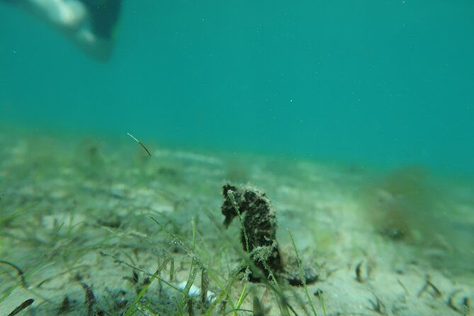 luxury-snorkeling-on-your-vacation-exclusively-private-guaranteed-2