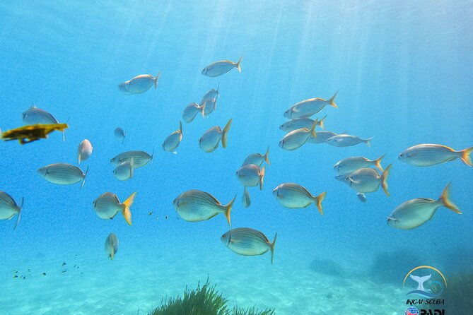 mallorca-private-reservationscuba-dive-photo-video-2