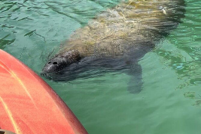 manatee-discovery-anna-maria-island