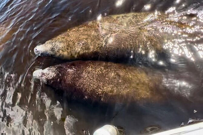 manatee-dolphin-and-10000-islands-eco-beach-tour-by-boat