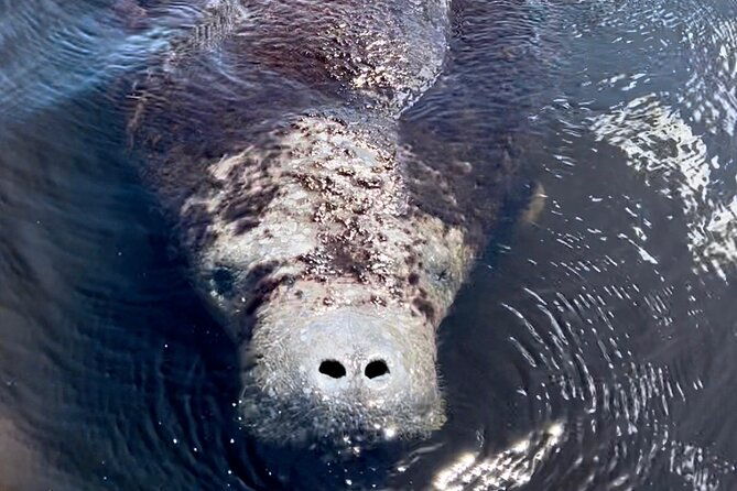 manatee-dolphin-and-10000-islands-sunset-cruise