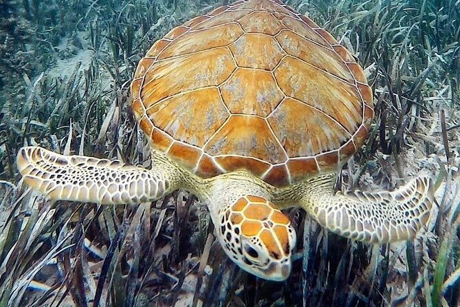 mangrove-clear-kayak-tour
