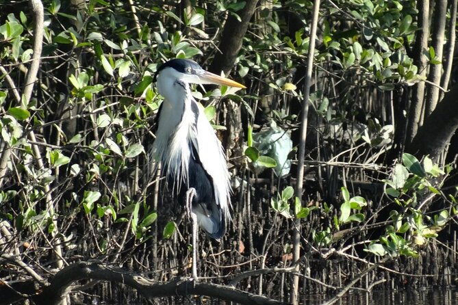 mangrove-tour-by-boat-birdwatching-fauna-and-flora-half-day
