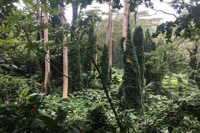 manoa-falls-electric-bike-to-hike-experience-local-meal-included