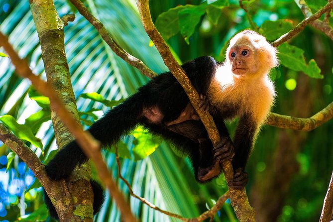 manuel-antonio-national-park-private-day-tour-from-jaco