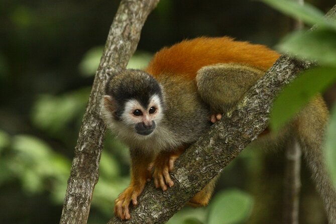 manuel-antonio-national-park-tour-2