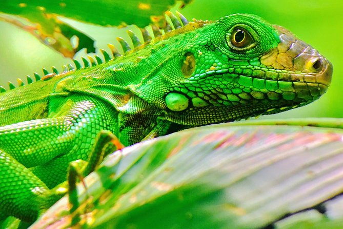 manuel-antonio-park-tour-and-its-amazing-wildlife-and-beaches
