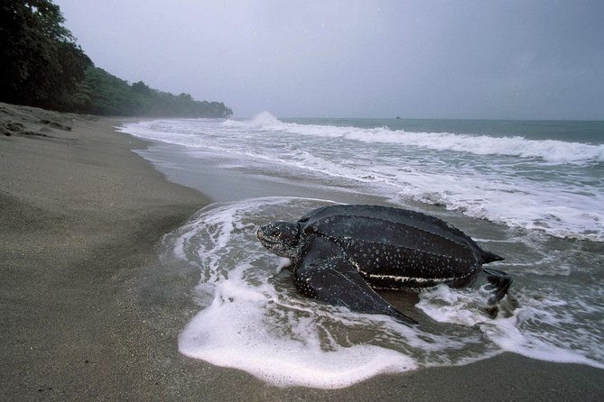 matura-beach-turtle-watching-experience