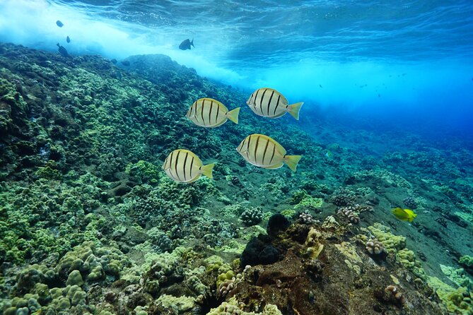 maui-magic-adventure-snorkel-molokini-crater-and-turtle-stop
