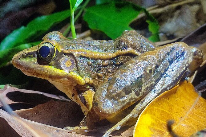 mesmerizing-night-walk-in-tortuguero