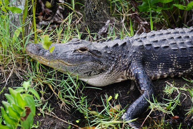 miami-beach-or-miami-everglades-wildlife-park-by-boat-bus